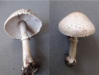 Ackerschirmpilz, Foto 27