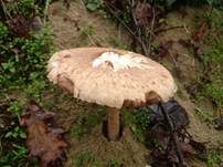 Ackerschirmpilz, Foto 9