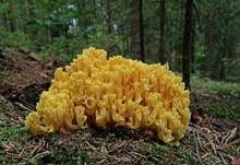 Goldgelbe Koralle, Foto 14