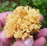 Goldgelbe Koralle, Foto 6