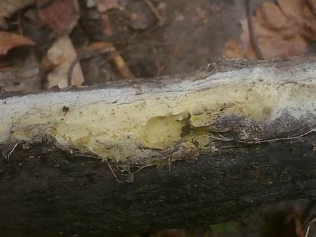 Goldgelbe Pilzmembrane, Foto 3