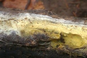 Goldgelbe Pilzmembrane, Foto 1