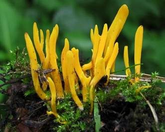 Goldgelbe Wiesenkeule, Foto 2