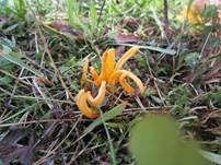 Goldgelbe Wiesenkeule, Foto 12