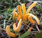 Goldgelbe Wiesenkeule, Foto 13