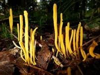 Goldgelbe Wiesenkeule, Foto 15
