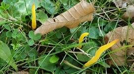 Goldgelbe Wiesenkeule, Foto 17