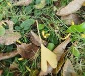 Goldgelbe Wiesenkeule, Foto 18