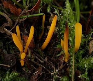 Goldgelbe Wiesenkeule, Foto 6