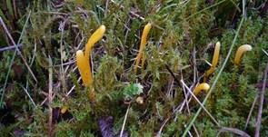 Goldgelbe Wiesenkeule, Foto 9