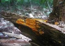 Goldgelber Fältling, Foto 8