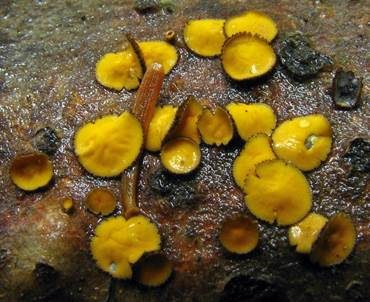 Goldgelbes Braunhaarbecherchen, Foto 4