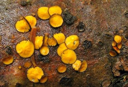 Goldgelbes Braunhaarbecherchen, Foto 5