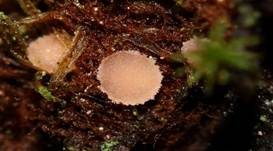 Goldhaar-Moosbecherling, Foto 5