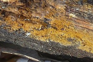 Goldkörniges Filzgewebe, Foto 1