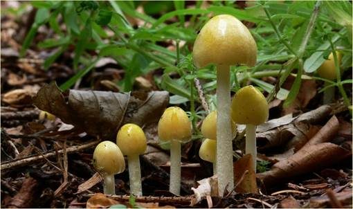 Gold-Mistpilz, Foto 3