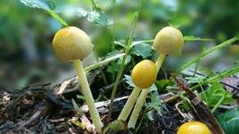 Gold-Mistpilz, Foto 15