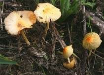 Gold-Mistpilz, Foto 17