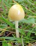 Gold-Mistpilz, Foto 21