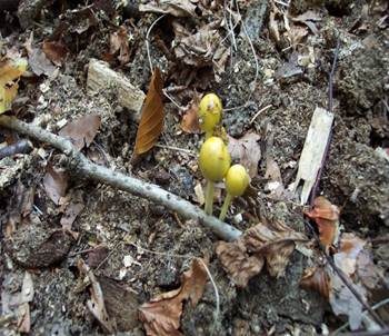 Gold-Mistpilz, Foto 4