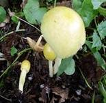 Gold-Mistpilz, Foto 6