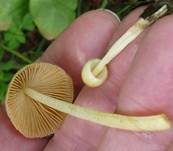 Gold-Mistpilz, Foto 10