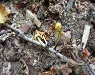 Gold-Mistpilz, Foto 11