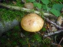 Goldporiger Röhrling, Foto 25