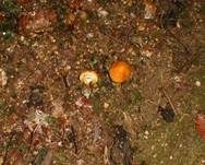 Goldröhrling, Foto 17