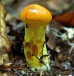 Goldröhrling, Foto 10