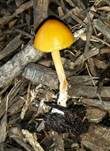 Goldsamthäubchen, Foto 5