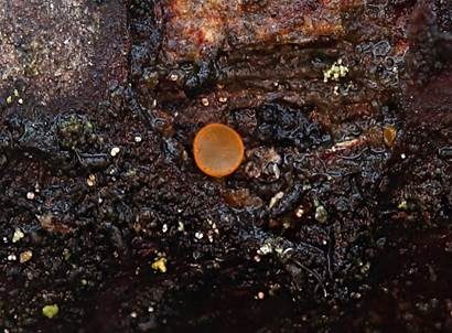 Goldtropfiges Knopfbecherchen, Foto 2
