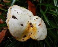 Goldzahnschneckling, Foto 8