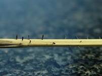 Gras-Flachkeulchen, Foto 9