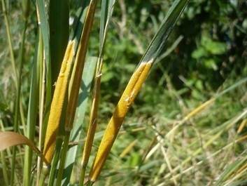 Gras-Kernpilz, Foto 2