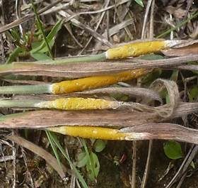 Gras-Kernpilz, Foto 4