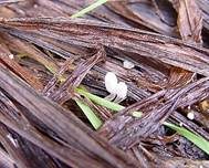 Grastintling, Foto 7