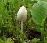 Grastintling, Foto 11