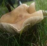 Grasweichritterling, Foto 11