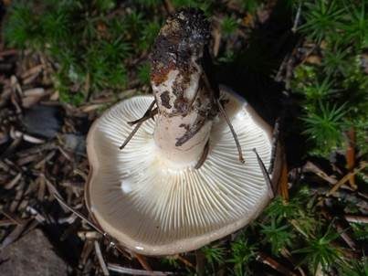 Graublasser Milchling, Foto 2