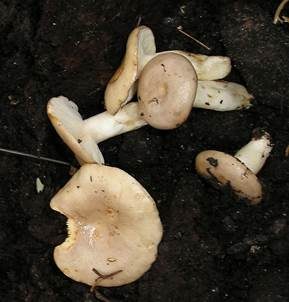 Graublasser Milchling, Foto 3
