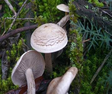 Graublättriger Trichterling, Foto 3