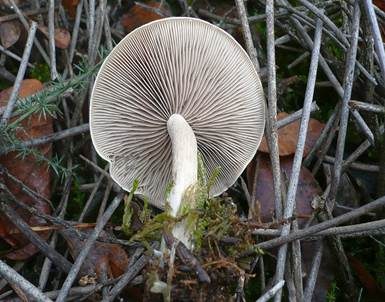 Graublättriger Trichterling, Foto 4