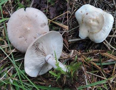 Graublättriger Trichterling, Foto 5