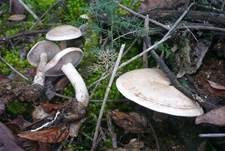 Graublättriger Trichterling, Foto 10