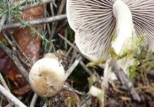 Graublättriger Trichterling, Foto 11