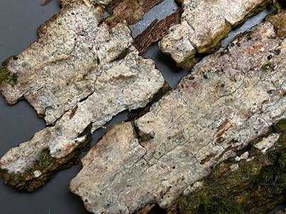 Graublauer Knotenrindenpilz, Foto 4
