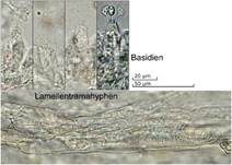 Graublaustieliger Zärtling, Foto 6