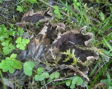 Graubraune Hundsflechte, Foto 3