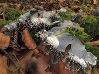Graubraune Hundsflechte, Foto 8